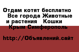 Отдам котят бесплатно  - Все города Животные и растения » Кошки   . Крым,Симферополь